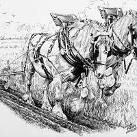 Shire Horses Pat & Bess with ploughman George Stokes (Pen & Ink)